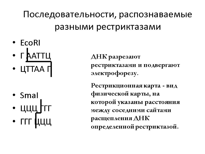 Последовательности, распознаваемые разными рестриктазами EcoRI  Г ААТТЦ ЦТТАА Г  SmaI  ЦЦЦ
